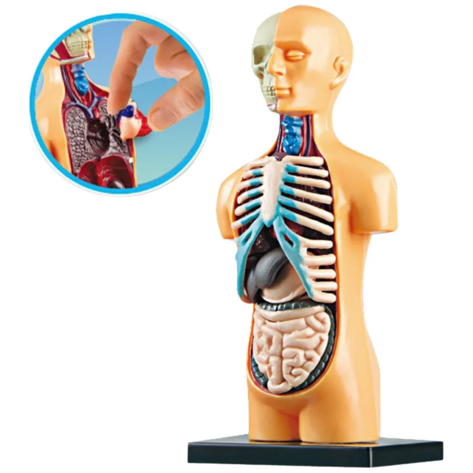 Model Anatomiczny Edukacyjny Ciało Ludzkie Narządy - obrazek 2