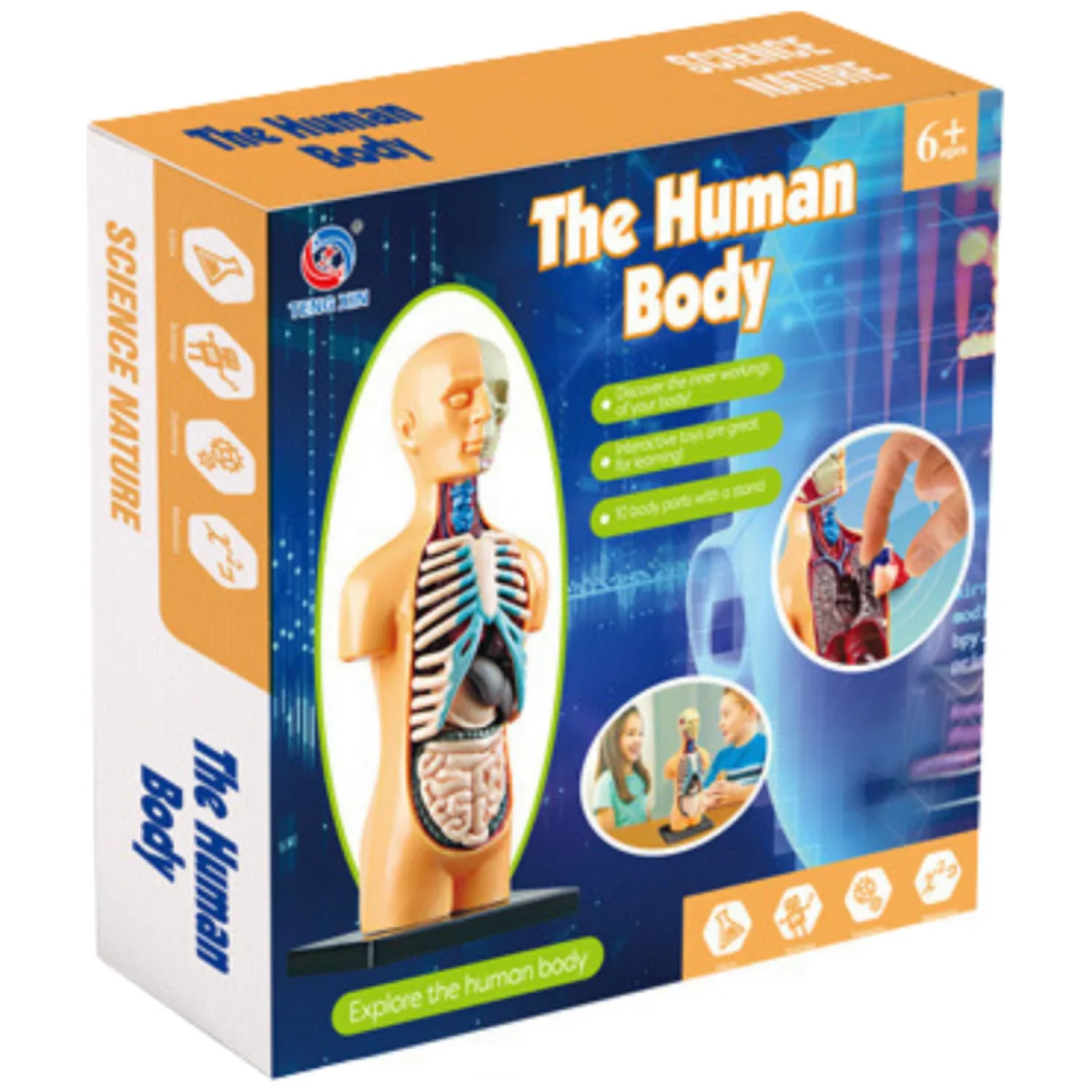 Model Anatomiczny Edukacyjny Ciało Ludzkie Narządy - obrazek 3