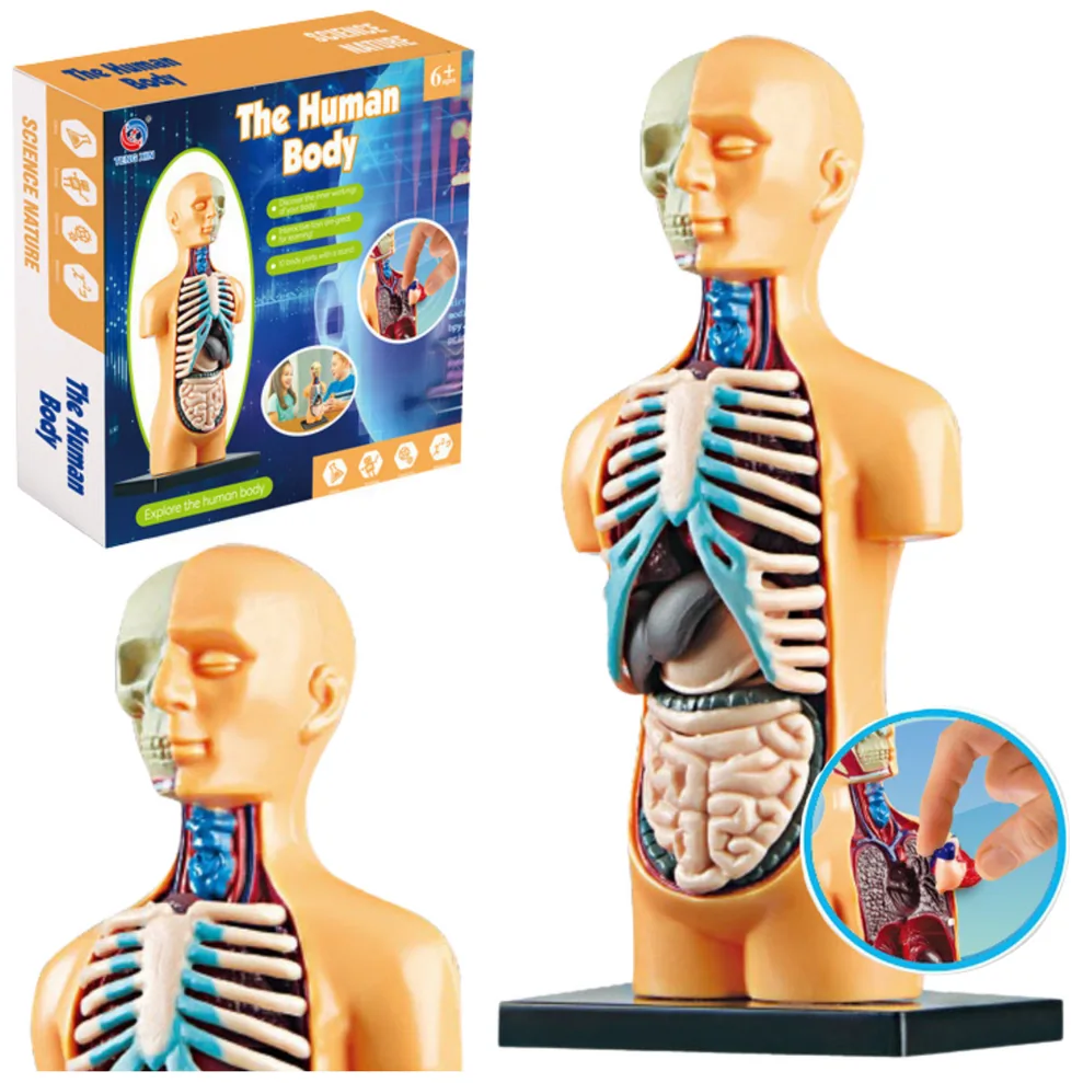 Model Anatomiczny Edukacyjny Ciało Ludzkie Narządy
