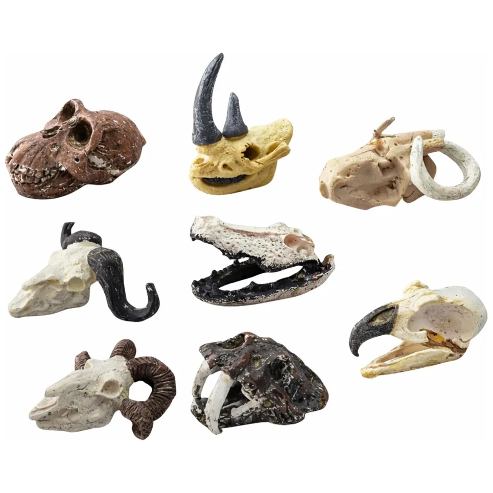 Zestaw Archeologiczny Wykopaliska Czaszek Kości Narzędzia Akcesoria - obrazek 4